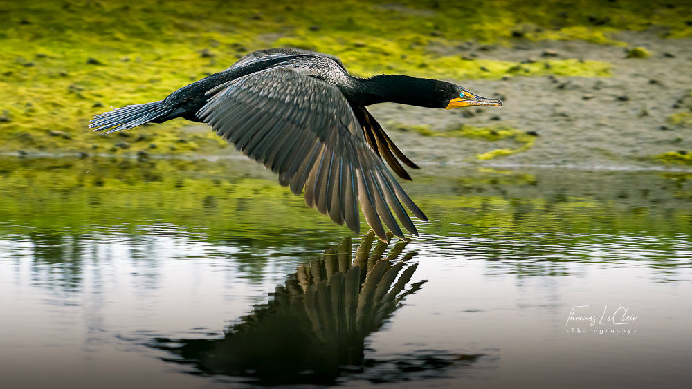 Wildlife photograph at Bolsa Chica wetlands