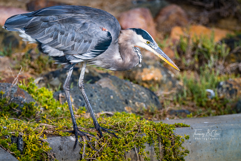 Wildlife photograph at Bolsa Chica wetlands, second view