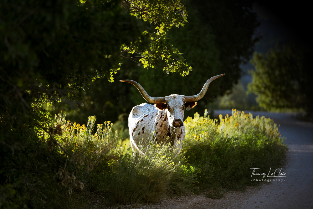Wildlife photograph at Deer Springs Ranch, 2019