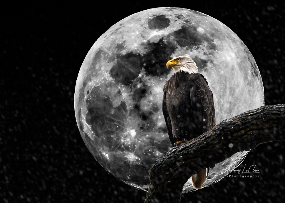 Springtime wildlife photograph at the ranch