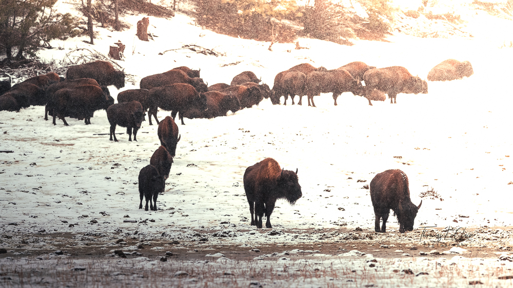 Wildlife photograph near Zion National Park