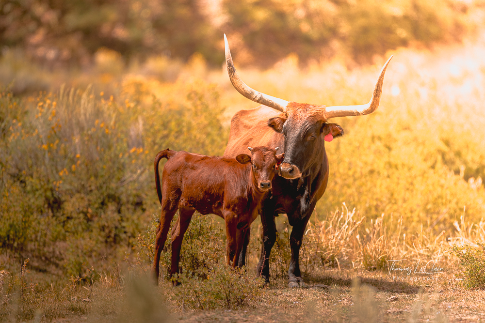 Wildlife photograph at Deer Springs Ranch