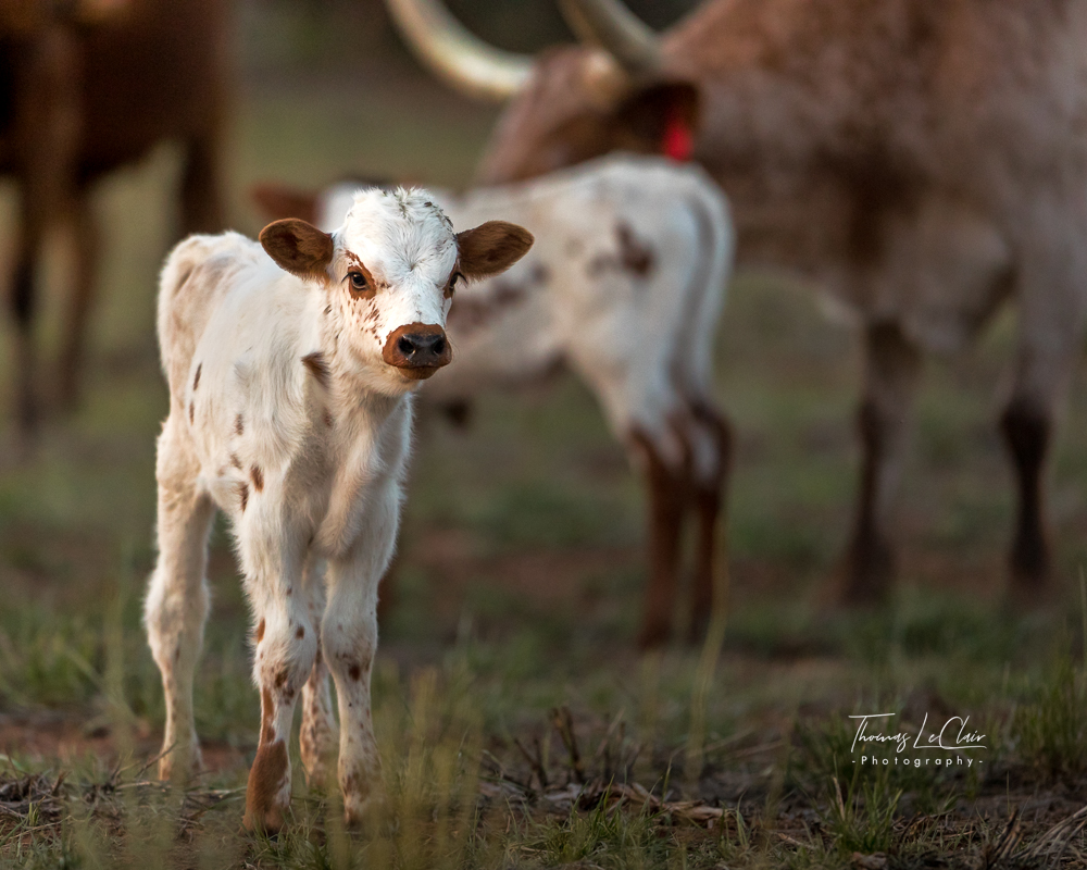 Wildlife photograph at Deer Springs Ranch, alternate scene